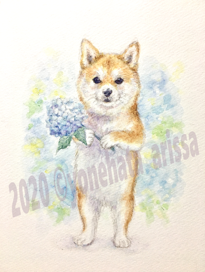 紫陽花と柴犬のイラスト
